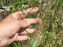 Bifora radians