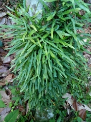 Microgramma heterophylla