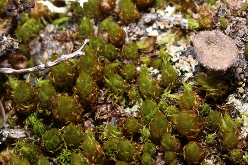 Dicranum spurium observed 2026-10-07