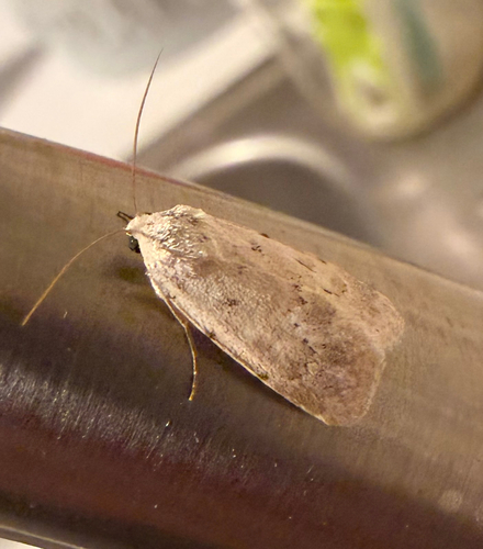 Leucocnemis perfundis