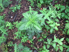 Dasistoma macrophylla