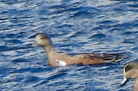 American Wigeon