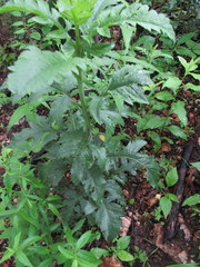 Dasistoma macrophylla