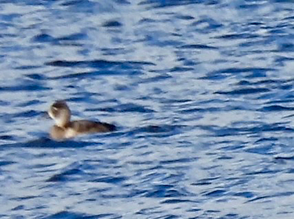 Ring-necked Duck