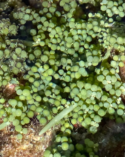 Caulerpa racemosa observed 2026-09-23