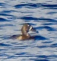 Greater Scaup
