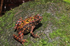 Bleeding Toad photo 3