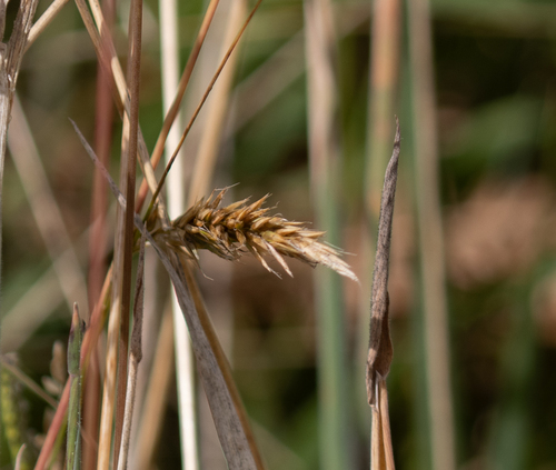 Anthoxanthum odoratum observed 2026-09-30