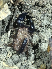 Broteochactas nitidus