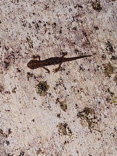 Alpine Newt
