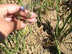 Anchusa thessala