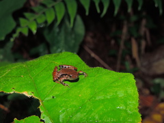 Microhyla palmipes