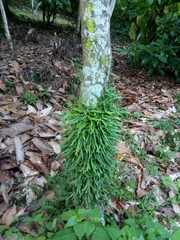 Microgramma heterophylla