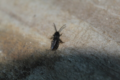 Phosphaenus hemipterus