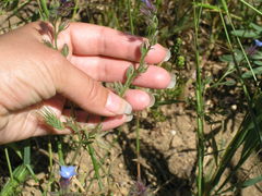 Anchusa thessala