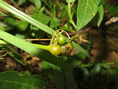 Solanum radicans