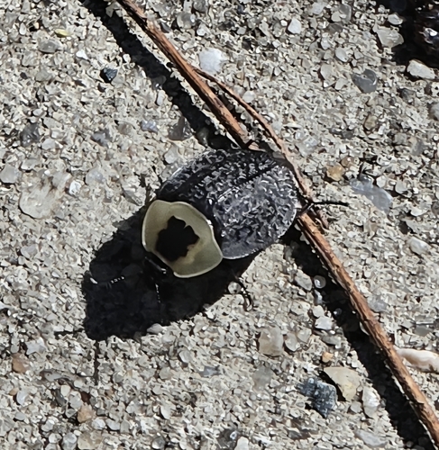 American Carrion Beetle