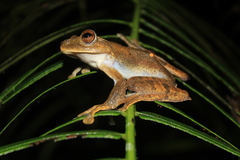 Rhacophorus margaritifer