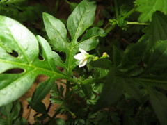 Solanum radicans
