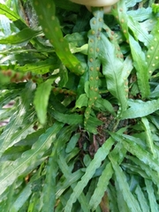 Microgramma heterophylla