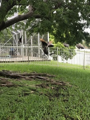 Pavo cristatus × muticus