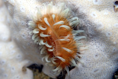 Anthothoe albocincta