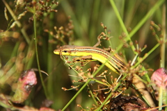 Takydromus sexlineatus