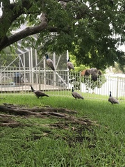 Pavo cristatus × muticus