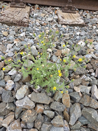 Sticky Groundsel