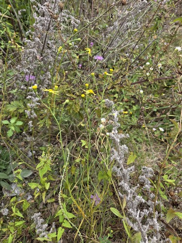 Narrow-leaved Ragwort