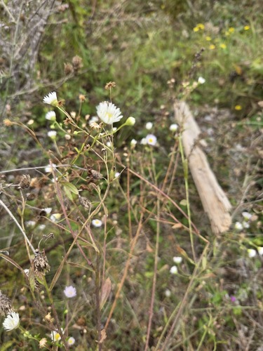 annual fleabane