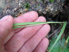 Dichanthelium depauperatum