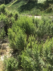 Baccharis pilularis consanguinea