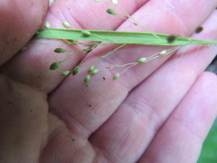 Dichanthelium depauperatum