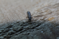 Phosphaenus hemipterus