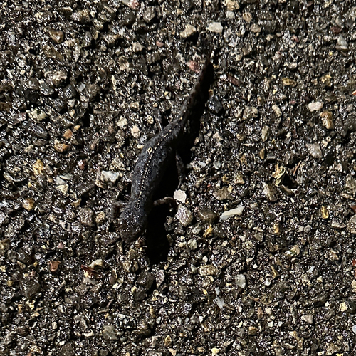 Alpine Newt