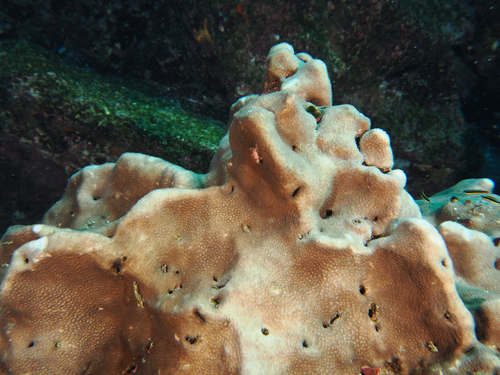 Pavona gigantea observed 2026-10-06