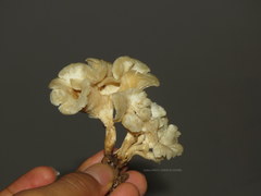 Agaricales