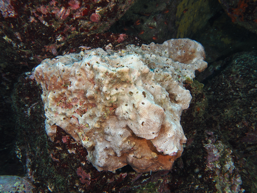 Pavona gigantea observed 2026-10-06