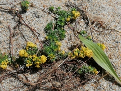 Galium arenarium