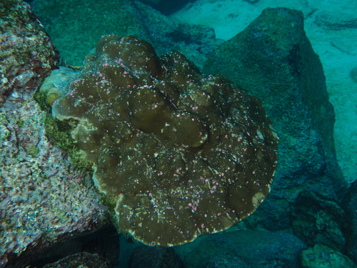 Porites lobata observed 2026-10-06