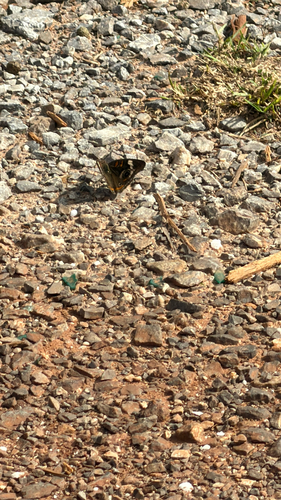 Common Buckeye