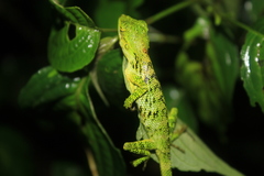 Pseudocalotes tympanistriga