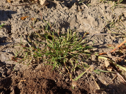 Sporobolus schoenoides, 2026-10-08