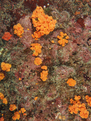 Tubastraea coccinea observed 2026-10-06