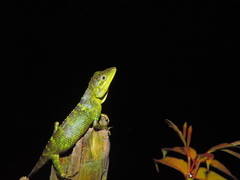 Pseudocalotes tympanistriga