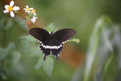 Papilio polytes