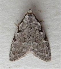 Nola triquetrana