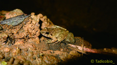 Limnonectes microdiscus