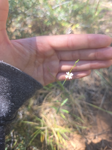 iNaturalist observation photo of panicled willowherb